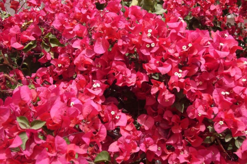 Bougainvilliers en Tunisie