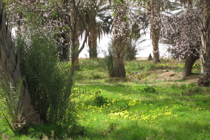 Ksar Ghilane