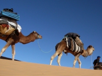 Sahara tunisien